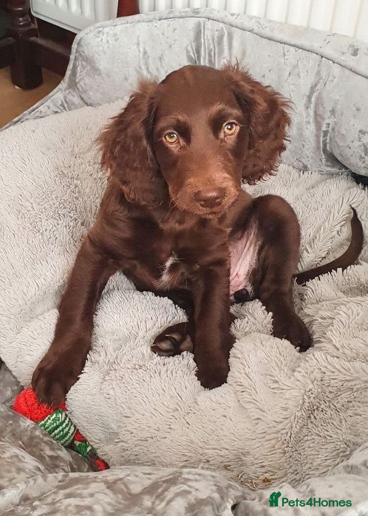Cockapoo dogs Chocolate Cockapoo girl looking for loving home - Advert 5