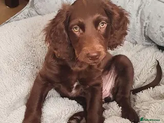 Cockapoo dogs Chocolate Cockapoo girl looking for loving home - Advert 2