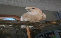 Parrots birds for sale: Beautiful parrot for sale  - Advert 1