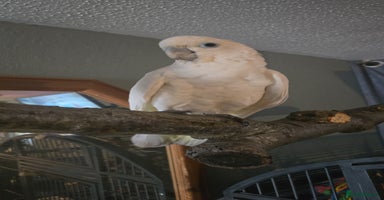 Parrots birds Beautiful parrot for sale  - Advert 10