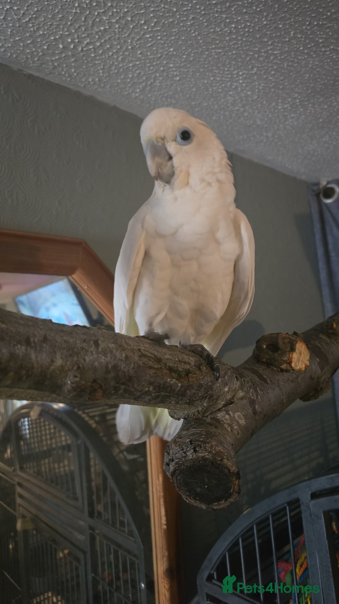 Parrots birds for sale: Beautiful parrot for sale  - Advert 1