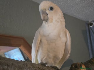 Parrots birds for sale: Beautiful parrot for sale - Advert 1