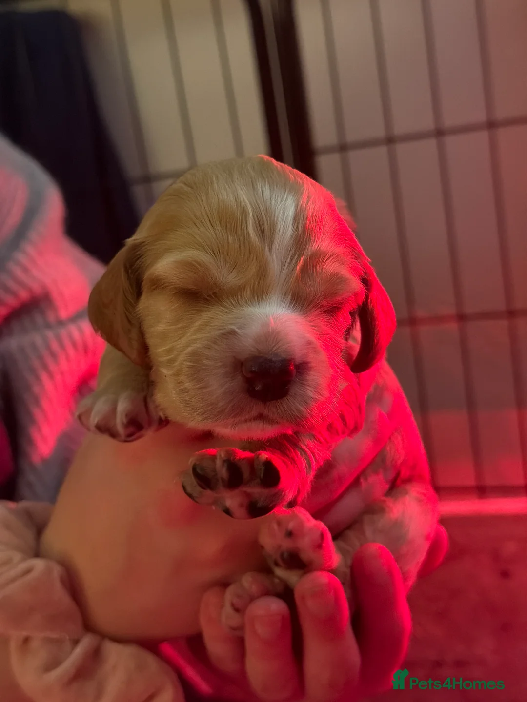 Sprocker dogs for sale: Sprocker spaniel puppys in Norwich - Advert 2