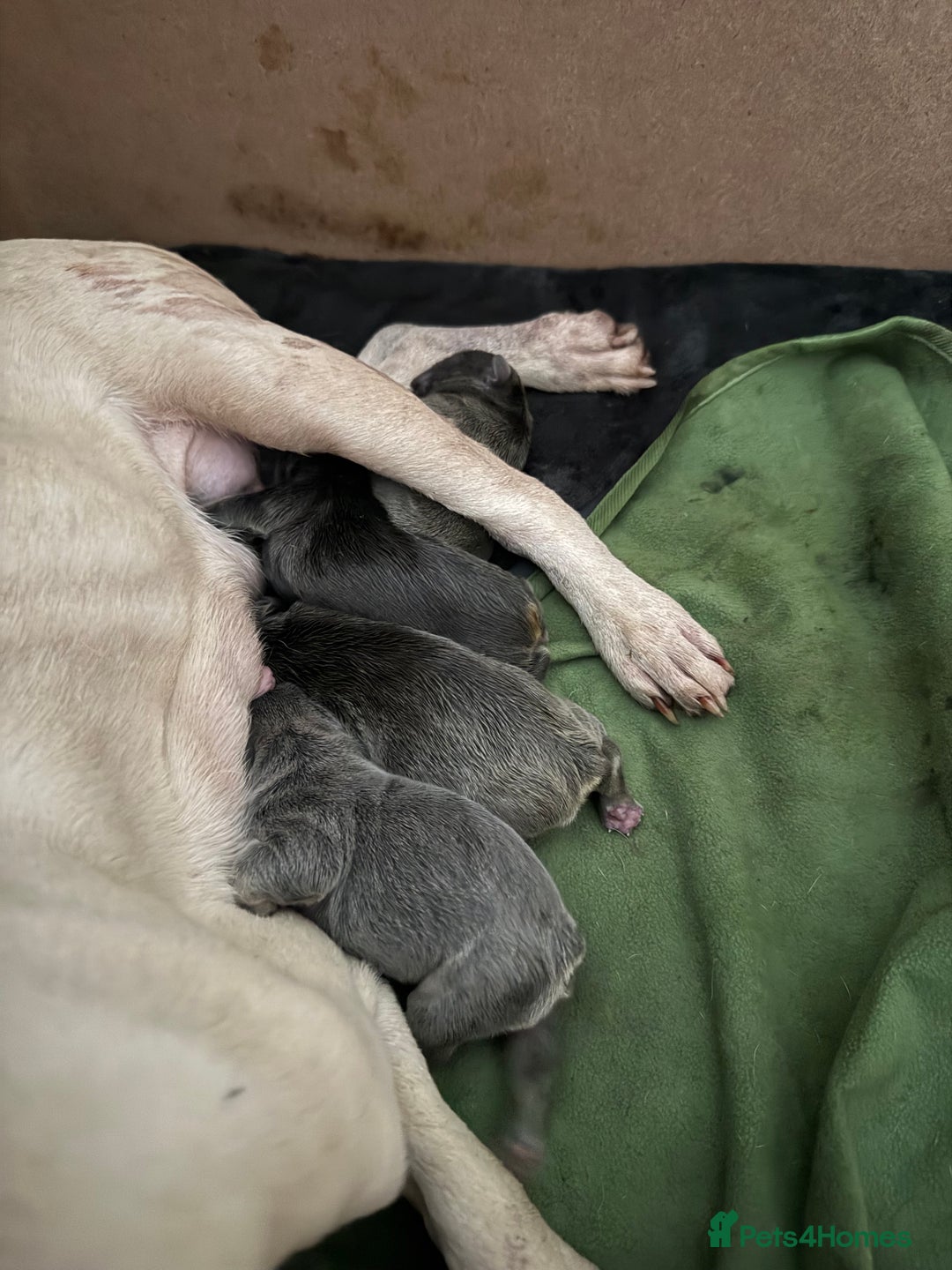 French Bulldog dogs for sale: French bulldogs puppies for sale  - Image 5