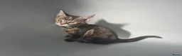 Maine Coon cats for sale: Beautiful Maine Coon X Ginger Kittens Sale - Advert 5