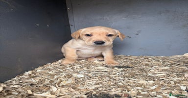 Labrador Retriever dogs - Advert 11