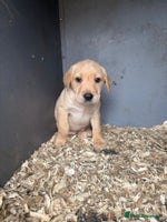 Labrador Retriever dogs - Advert 11