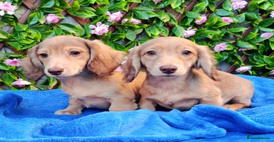 Dachshund dogs SHADED LH CREAM KC REG PRA CLR QUALITY MINIS - Advert 1