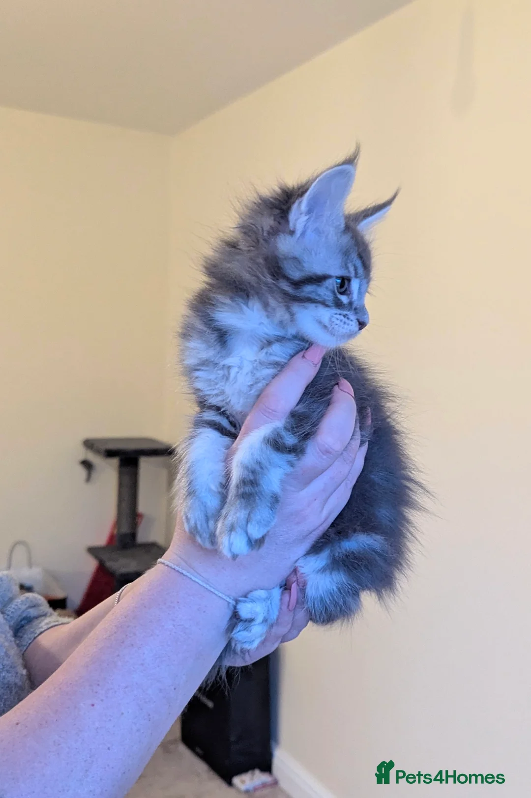 Maine Coon cats for sale: Champion Line Female Maine Coon Kittens  - Advert 9
