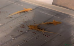 Axolotl reptiles for sale: Baby axolotls  - Image 2