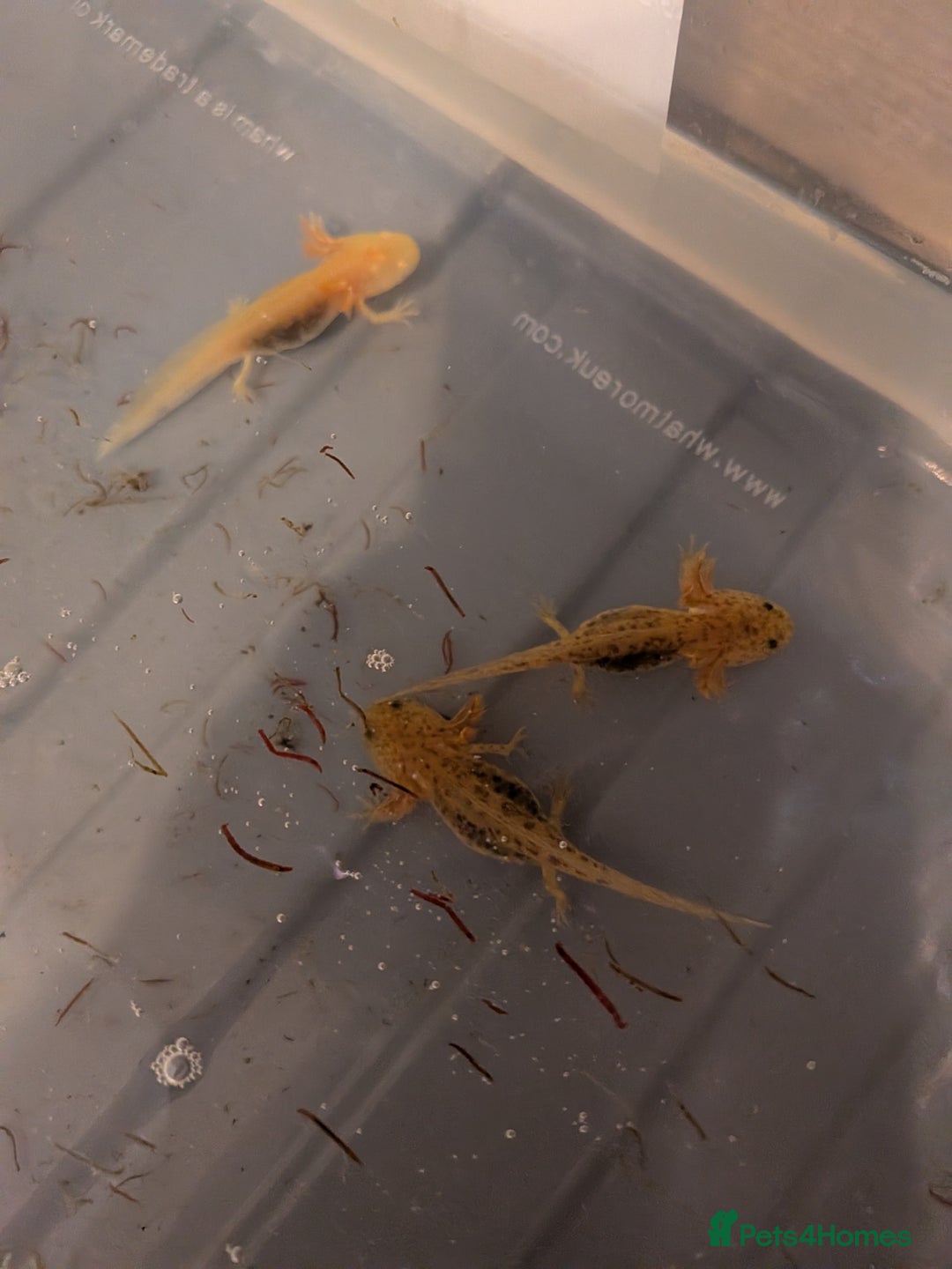 Axolotl reptiles for sale: Baby axolotls  - Image 2