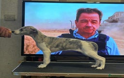 Whippet dogs for sale: A beautiful-well bred litter of small whippets  - Image 2