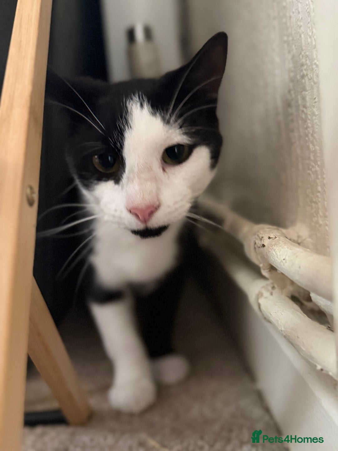 Mixed Breed cats for sale: Male and Female Cat - Image 4
