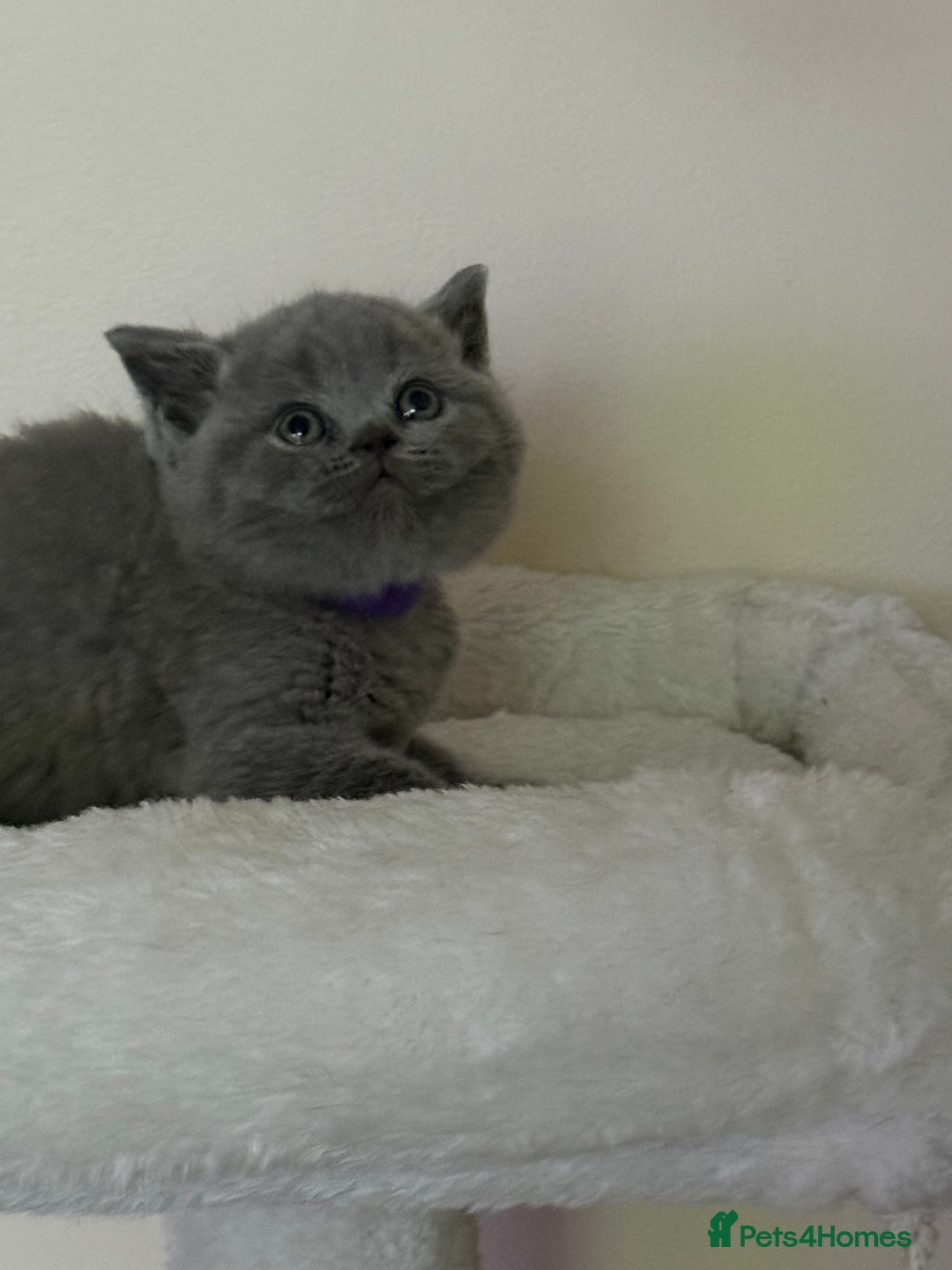 British Shorthair cats for sale: british shorthair kittens  - Advert 13