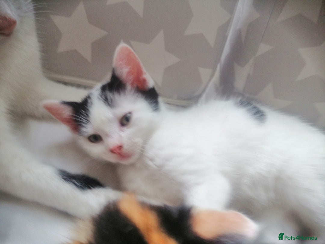 British Shorthair cats for sale: White and black female and male cats - Image 9