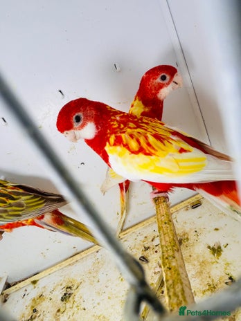 Parakeets birds - Advert 3