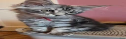 Maine Coon cats for sale: Mainecoon tica reg polydactyl kittens - Advert 13