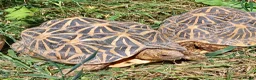 Tortoise reptiles for sale: INDIAN STAR TORTOISES ADULT BREEDING TRIO - Advert 5