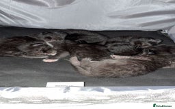 Bengal cats for sale: 5 kittens for sale  - Image 9