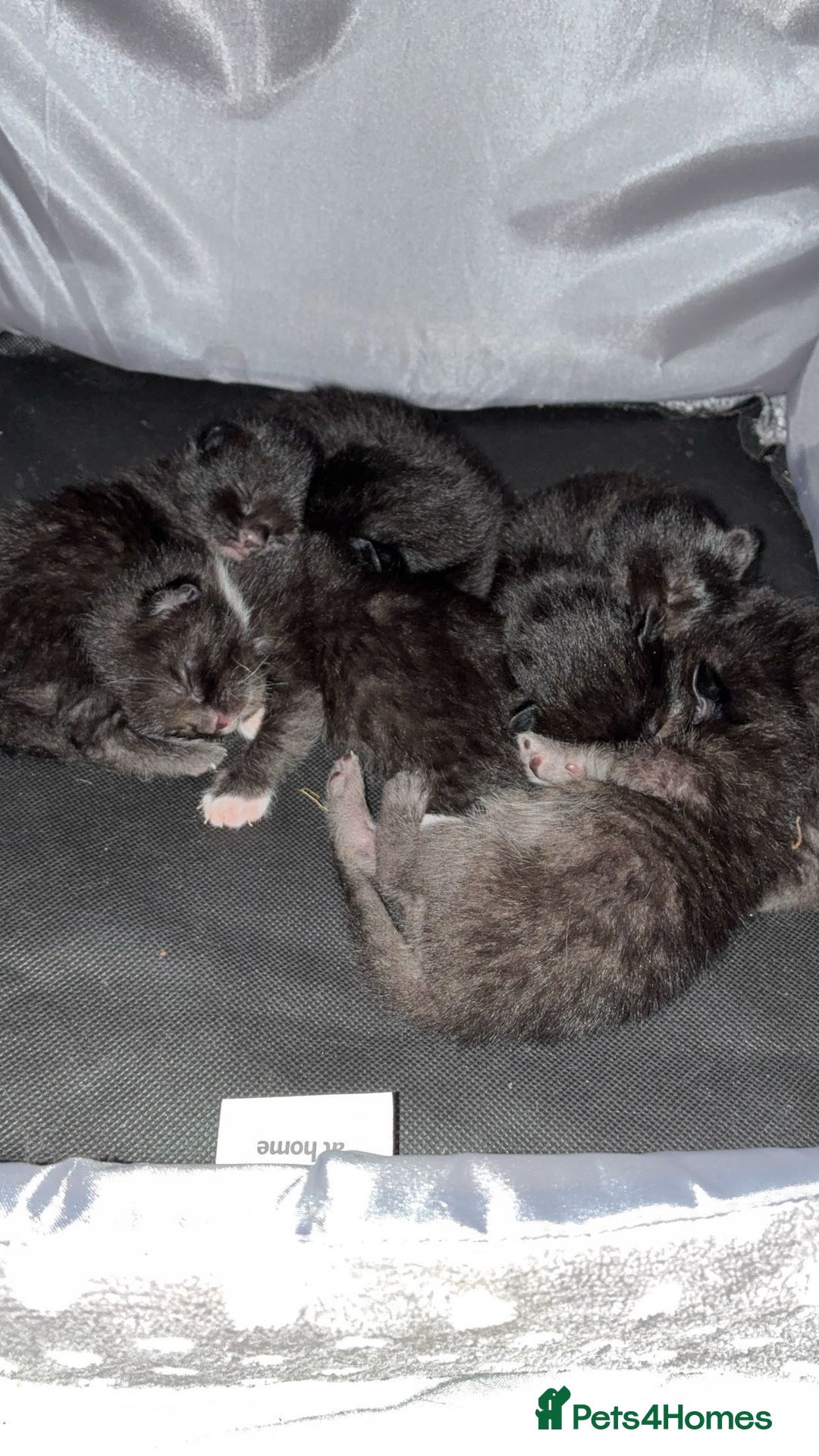 Bengal cats for sale: 5 kittens for sale  - Image 9