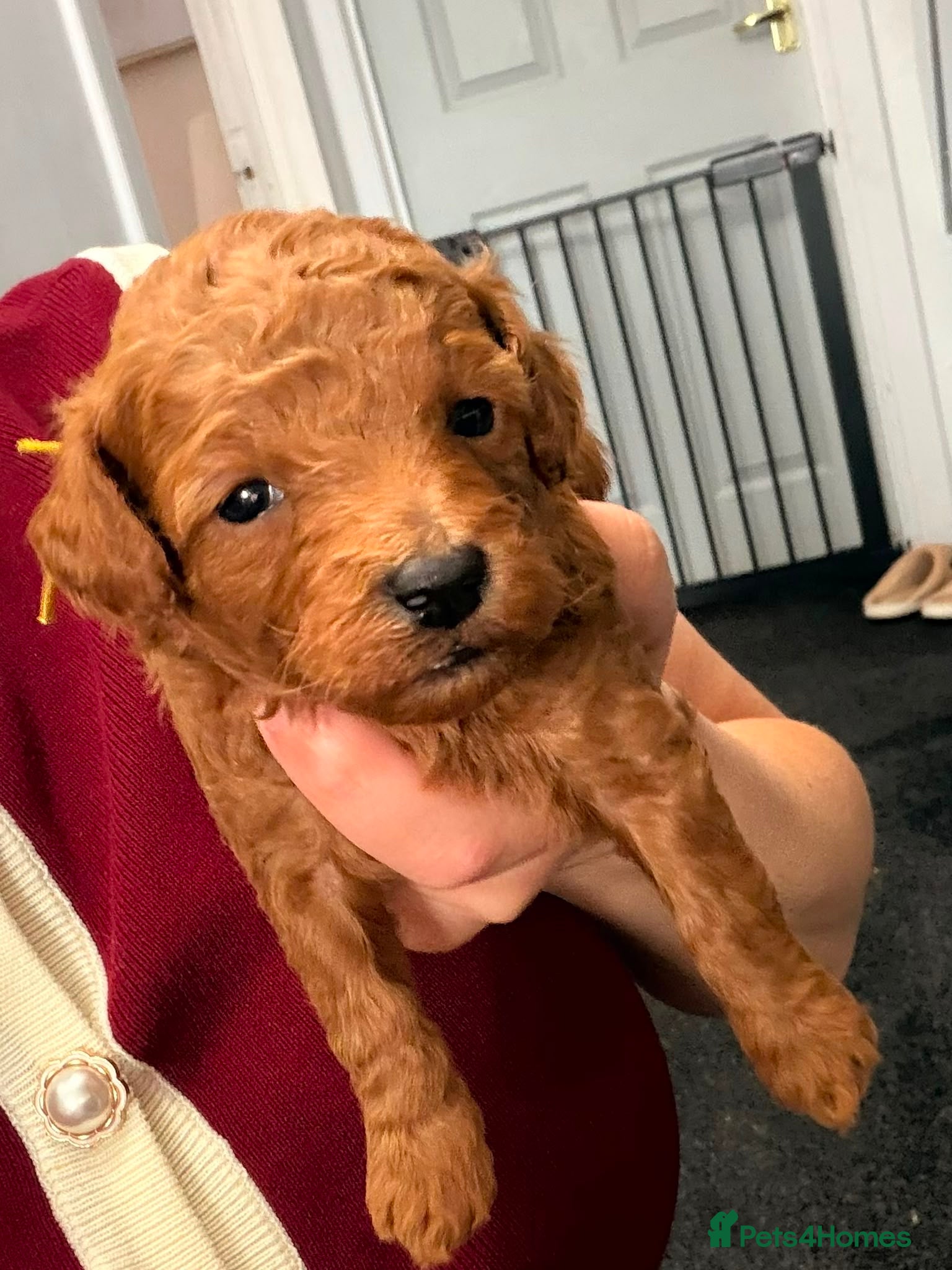 Toy Poodle dogs Deep red TOY POODLES❤️dna health clear parents  - Advert 16