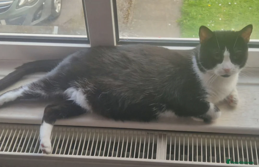 Mixed Breed cats for sale: 2 female kittens in Pontefract - Advert 5