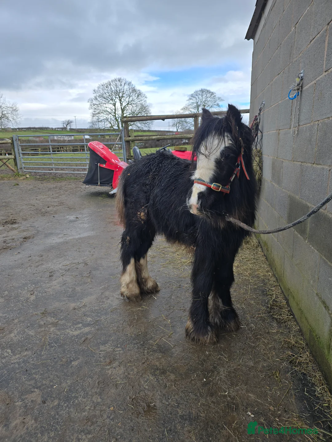 Irish Cob horses for sale: Beautiful 6mth Blagdon Filly - Advert 9