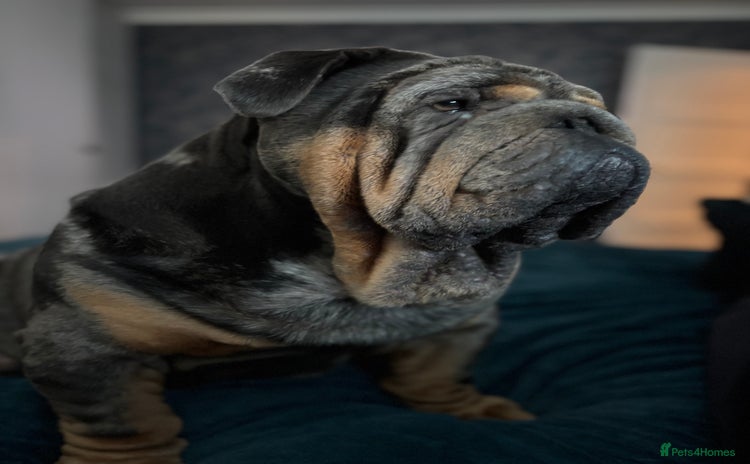 English Bulldog dogs - Advert 4
