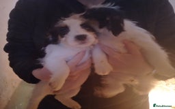 Jack Russell dogs for sale: Pedigree jack russels - Image 4