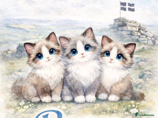 Ragdoll cats Flame boy Ragdoll kitten - Advert 13