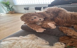 Australian Labradoodle dogs for sale: Daisy and Lilly  - Image 2