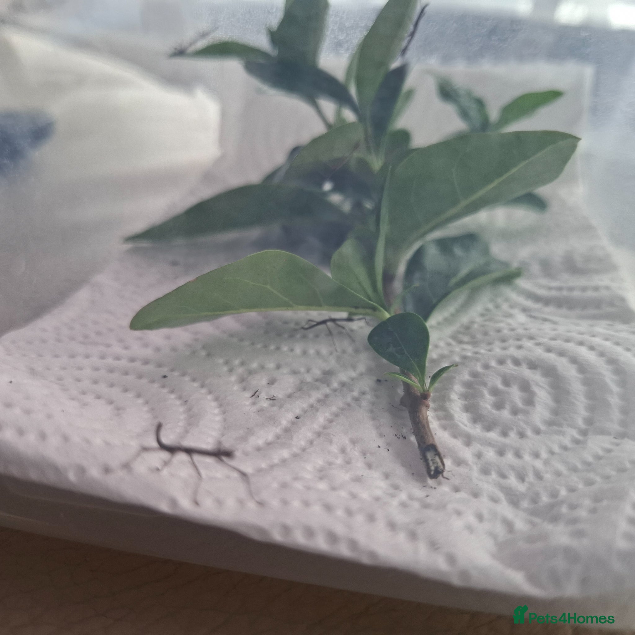 Stick Insects invertebrates Indian stick insects  - Advert 1
