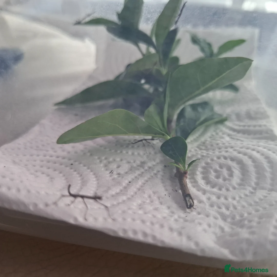 Stick Insects invertebrates for sale: Indian stick insects  - Advert 1