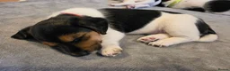 Jack Russell dogs for sale: *Last 1* Adorable Jack Russell for 5* Home - Advert 5