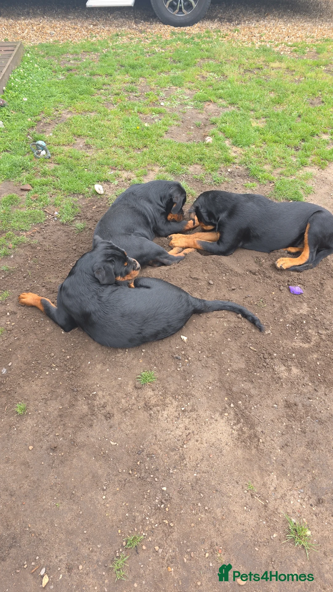 Rottweiler dogs for sale: Roxi zoe  - Advert 5