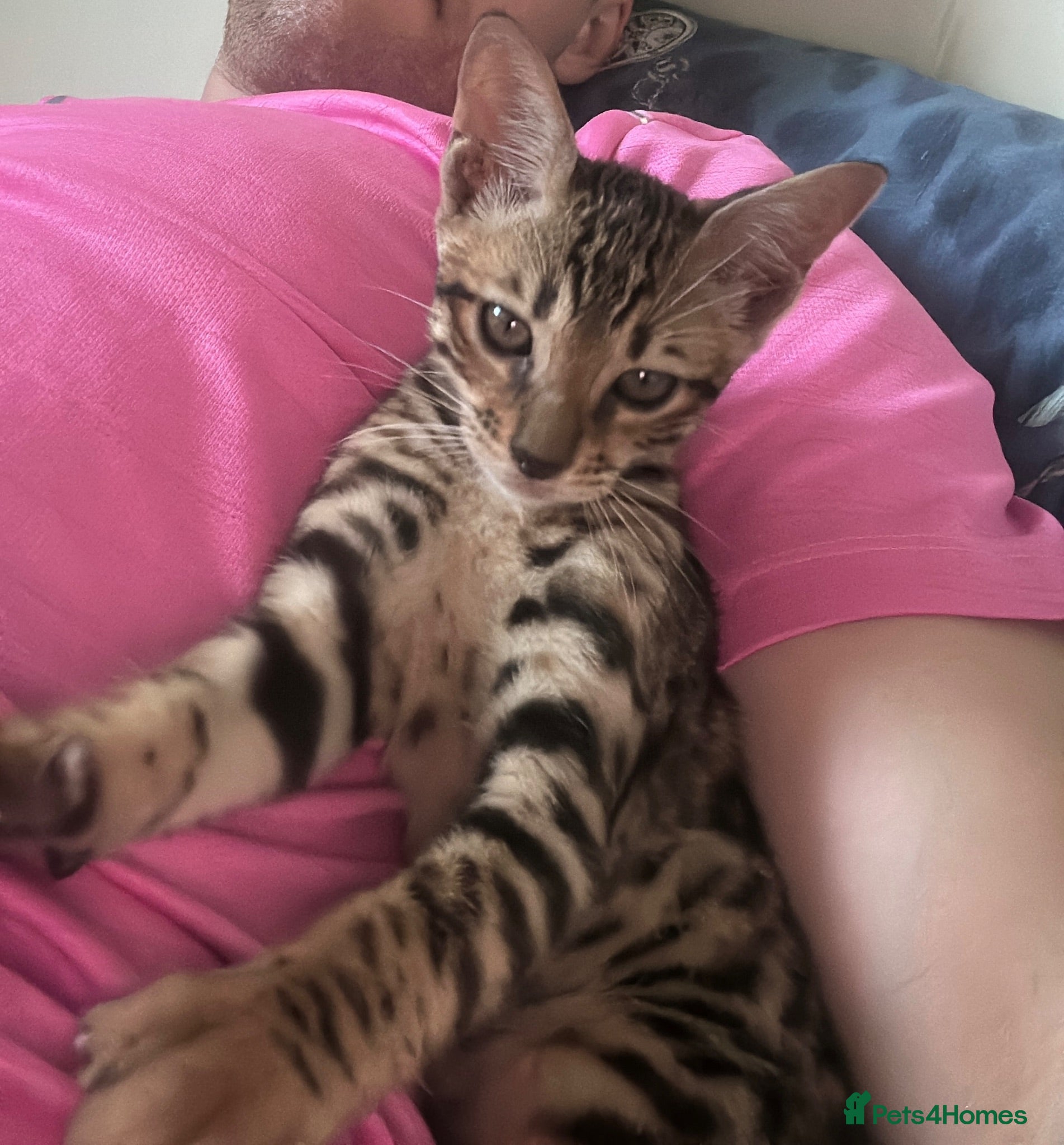 Bengal cats Bengal kitten London ready to leave  - Advert 13