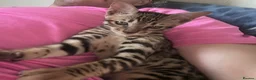Bengal cats for sale: Bengal kitten London ready to leave  - Advert 4