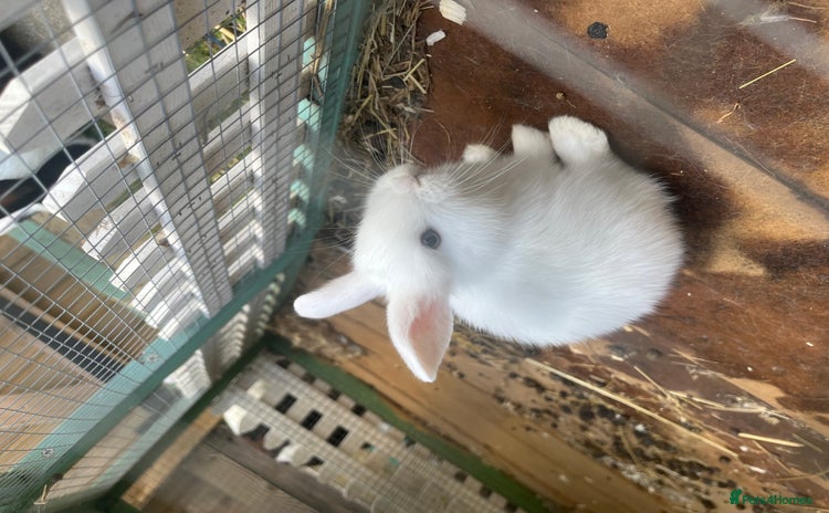 English Lop rabbits - Advert 2
