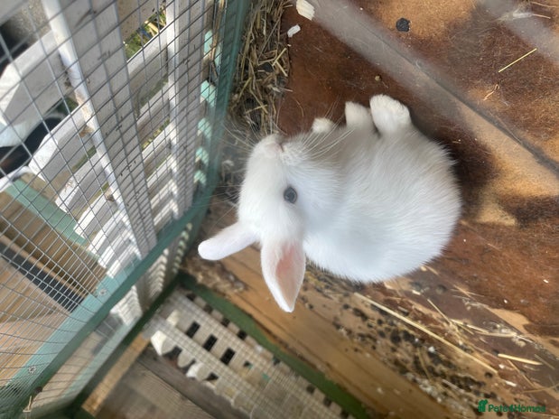 English Lop rabbits - Advert 6