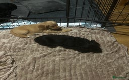 Cocker Spaniel dogs for sale: 2 beautiful cocker spaniels out of a litter of 7 - Image 7
