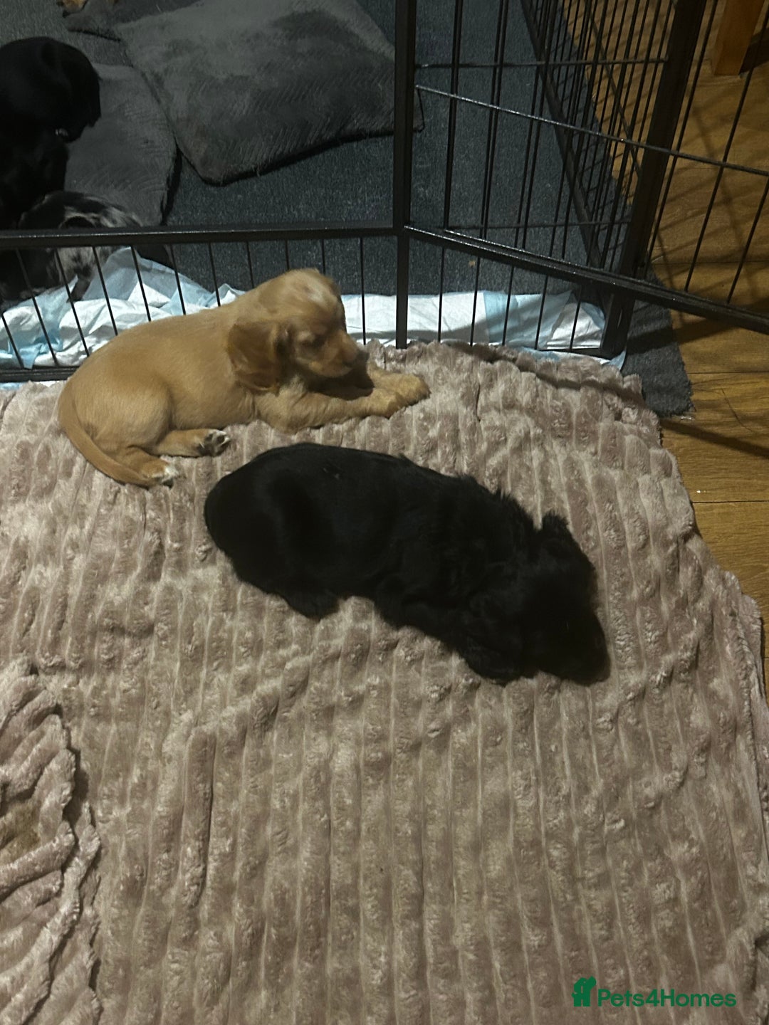 Cocker Spaniel dogs for sale: 2 beautiful cocker spaniels out of a litter of 7 - Image 7