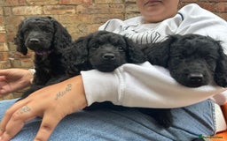 Cocker Spaniel dogs for sale: Male cocker spaniel  - Image 6