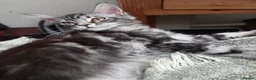 Maine Coon cats for sale: Mainecoon tica reg polydactyl kittens - Advert 21