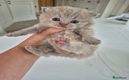 British Shorthair cats for sale: Beautiful Purebred British Shorthair kittens - Image 2
