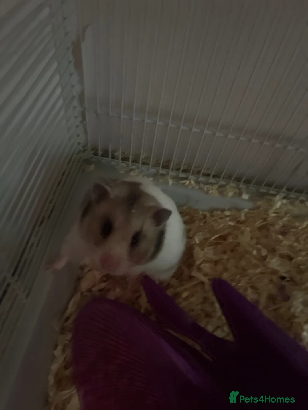 Hamster rodents for sale: Puffball in Derby - Advert 1