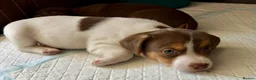 Jack Russell dogs for sale: Last Two Beautiful Pure Jack Russell Boys - Advert 3