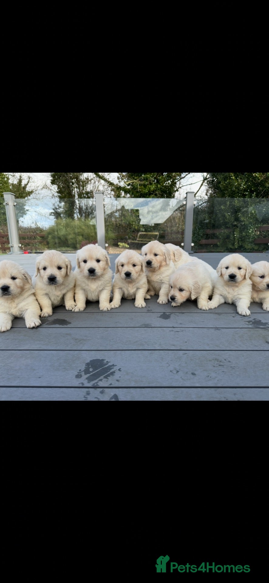 Golden Retriever dogs Golden retreivers  - Advert 11