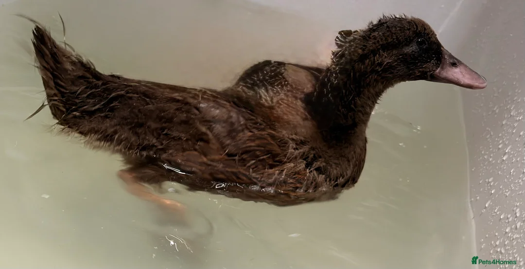 Waterfowl poultry for sale: 5 week old duck - possibly khaki Campbell  - Advert 1