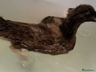 Waterfowl poultry 5 week old duck - possibly khaki Campbell - Advert 1