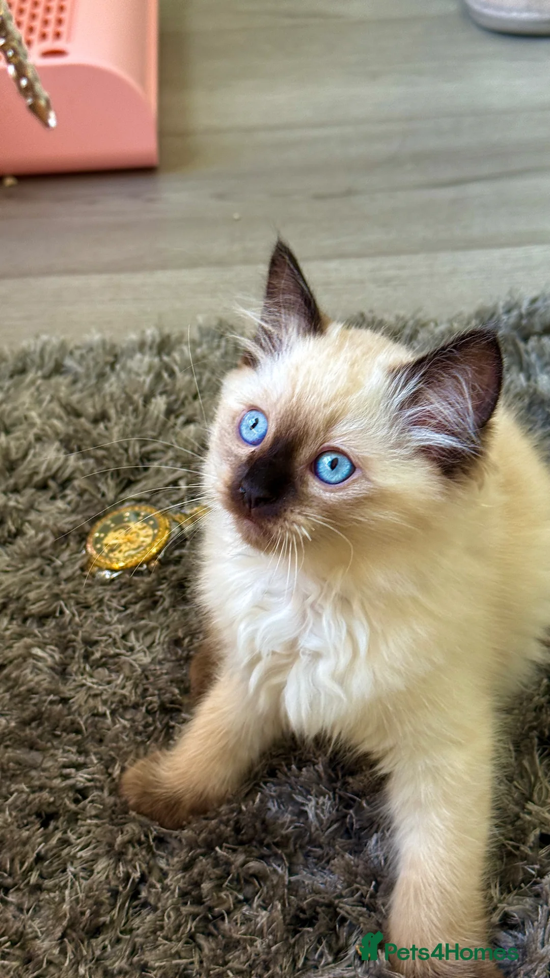 Ragdoll cats for sale: Pure healthy 6 Ragdolls kittens - Advert 2
